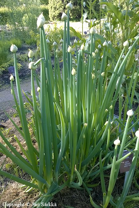 Allium fistulosum, pillisipuli